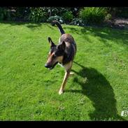 Blanding af racer Milo