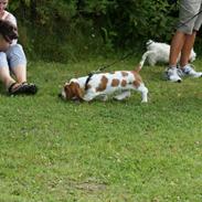 Basset hound Fred