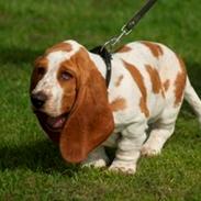 Basset hound Fred