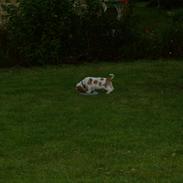 Basset hound Fred