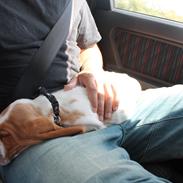 Basset hound Fred