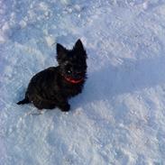 Cairn terrier Sille