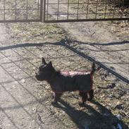 Cairn terrier Sille