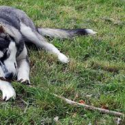 Siberian husky Olivia Cora Hardy