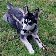Siberian husky Olivia Cora Hardy