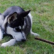 Siberian husky Olivia Cora Hardy