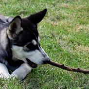 Siberian husky Olivia Cora Hardy