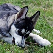Siberian husky Olivia Cora Hardy