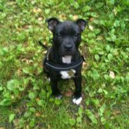 Staffordshire bull terrier Daddy