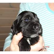 Cocker spaniel Wilson