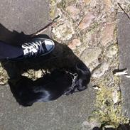 Cocker spaniel Wilson