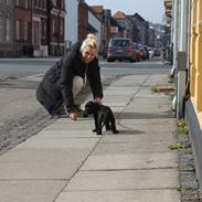 Cocker spaniel Wilson