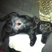 Cocker spaniel Wilson