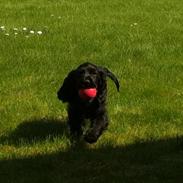 Cocker spaniel Wilson