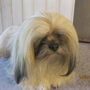 Lhasa apso Bay´ Smølf