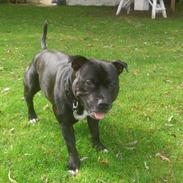 Staffordshire bull terrier Daddy