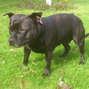 Staffordshire bull terrier Daddy