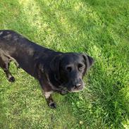 Labrador retriever Puk