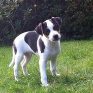 Dansk svensk gaardhund Olsen