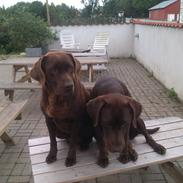 Labrador retriever Nuser