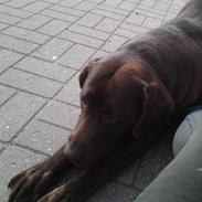 Labrador retriever Nuser