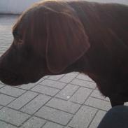 Labrador retriever Nuser