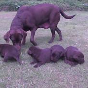 Labrador retriever Nuser