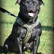 Staffordshire bull terrier Marley