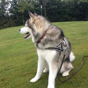 Alaskan malamute Nelo