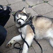 Alaskan malamute Nelo