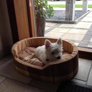 West highland white terrier Puffy