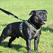 Staffordshire bull terrier Marley