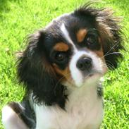 Cavalier king charles spaniel Gabbi Dion