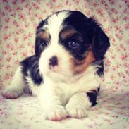 Cavalier king charles spaniel Gabbi Dion