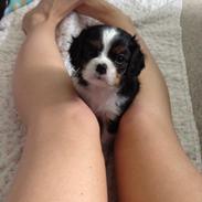 Cavalier king charles spaniel Gabbi Dion