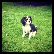 Cavalier king charles spaniel Gabbi Dion