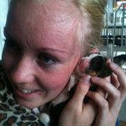 Cavalier king charles spaniel Gabbi Dion