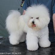 Bichon à poil frisé Sussie