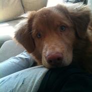 Nova scotia duck tolling retriever Aslan (Bali)