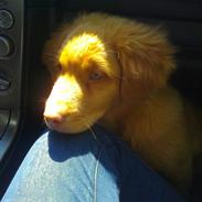 Nova scotia duck tolling retriever Aslan (Bali)