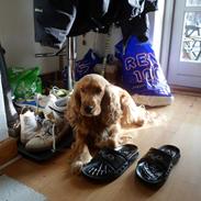 Cocker spaniel Silje <3