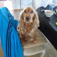 Cocker spaniel Silje <3