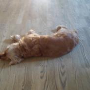 Cocker spaniel Silje <3