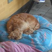 Cocker spaniel Silje <3