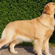 Golden retriever Leongolden a little bit of Heaven