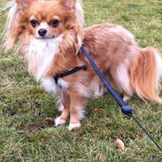Chihuahua Simba
