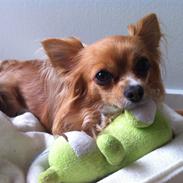 Chihuahua Simba