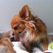 Chihuahua Simba
