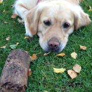 Golden retriever Mille