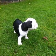 Fransk bulldog Basse